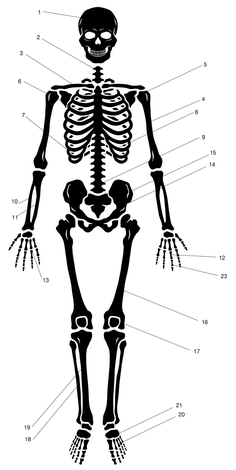 Full skeleton diagram with numbered bones